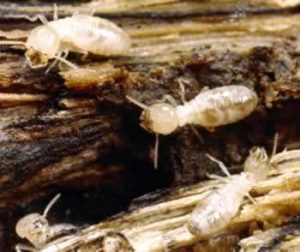 Termites, Carpenter Ants and Wood-Destroying Organisms ...