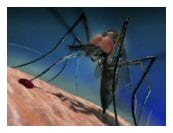 Learn professional pest management techniques for feeding mosquitoes mosquito professional pest management