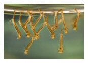 Learn how to prevent west nile virus with pest controller training pest controller training prevents west nile virus