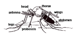 Pest control training diagram of a mosquito body mosquito pest control training program