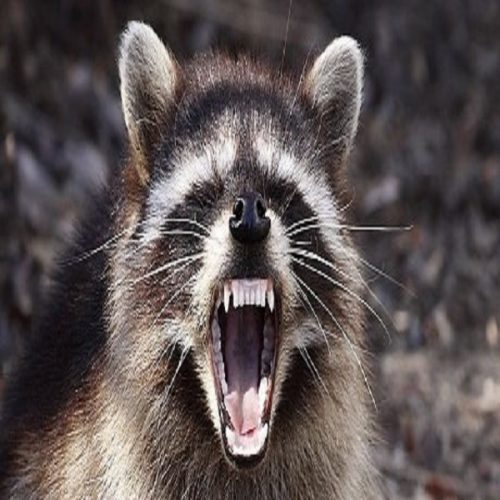 Pest Control Supplies Bug Off Pest Control Center