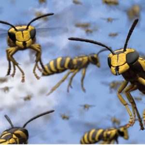 Pests and the Great Outdoors, Wednesday, August 13, 2025