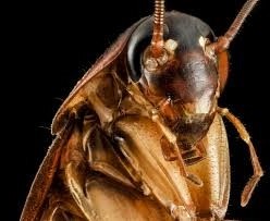 Updated Strategies for Cockroach Management, Thursday, June 25, 2026