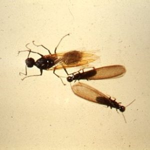 Termites - Time for a Refresher, Friday, February 27, 2026